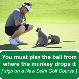 Man bent down on golf course looking at monkeys (Text: You must play the ball from where the monkey drops it - sign on New Delhi golf course)